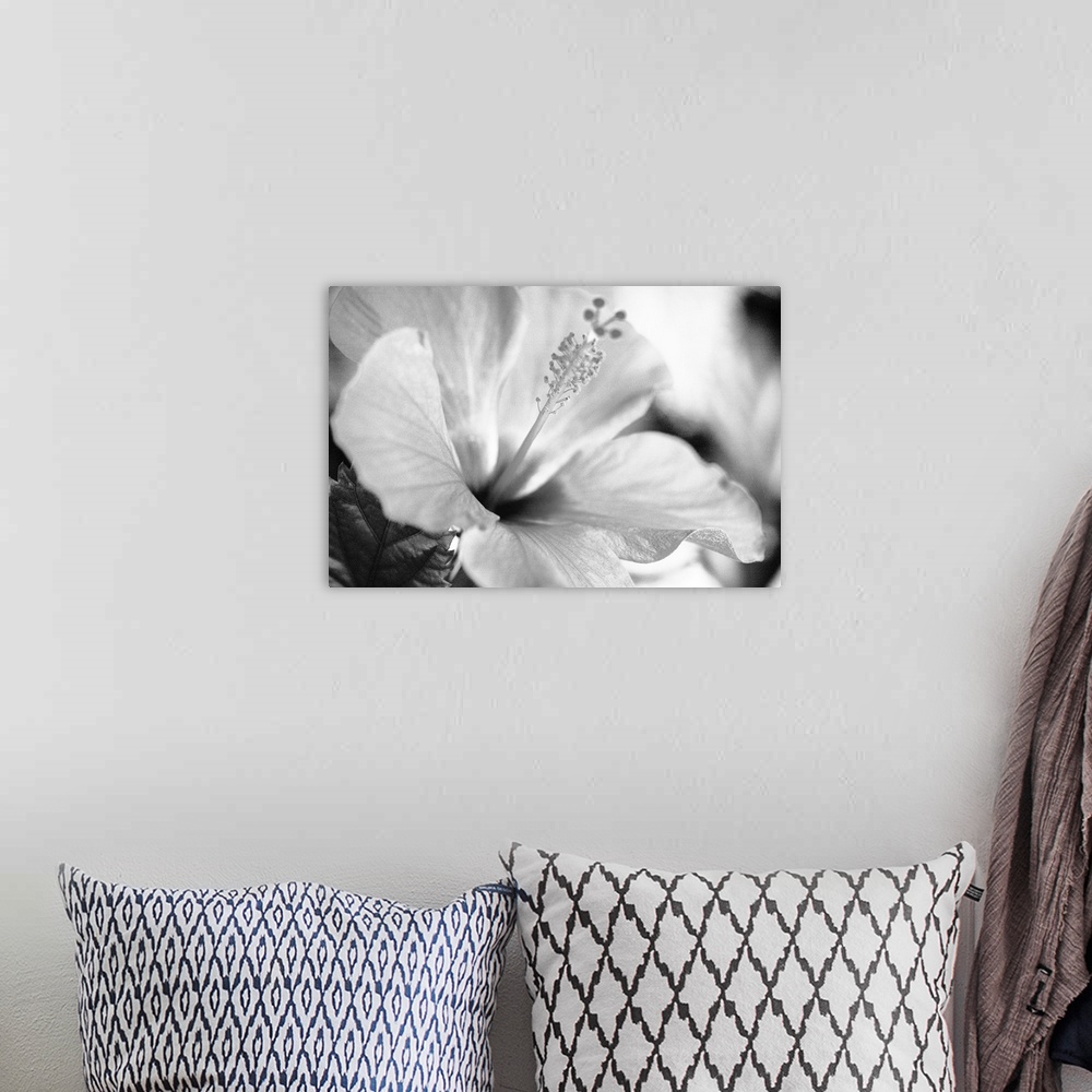 A bohemian room featuring Close-up of hibiscus, Selective focus on petals and center