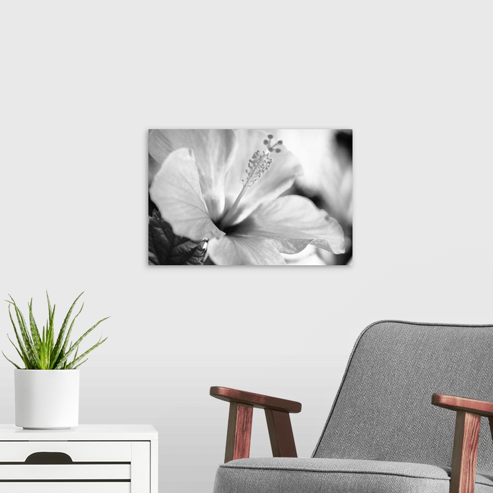 A modern room featuring Close-up of hibiscus, Selective focus on petals and center