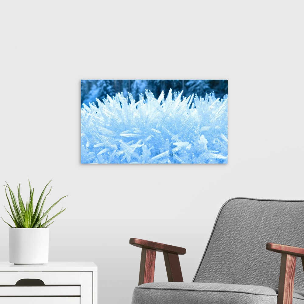 A modern room featuring Close up of hoar frost along the North Fork of the Nooksak River during Winter, Mount Baker Natio...