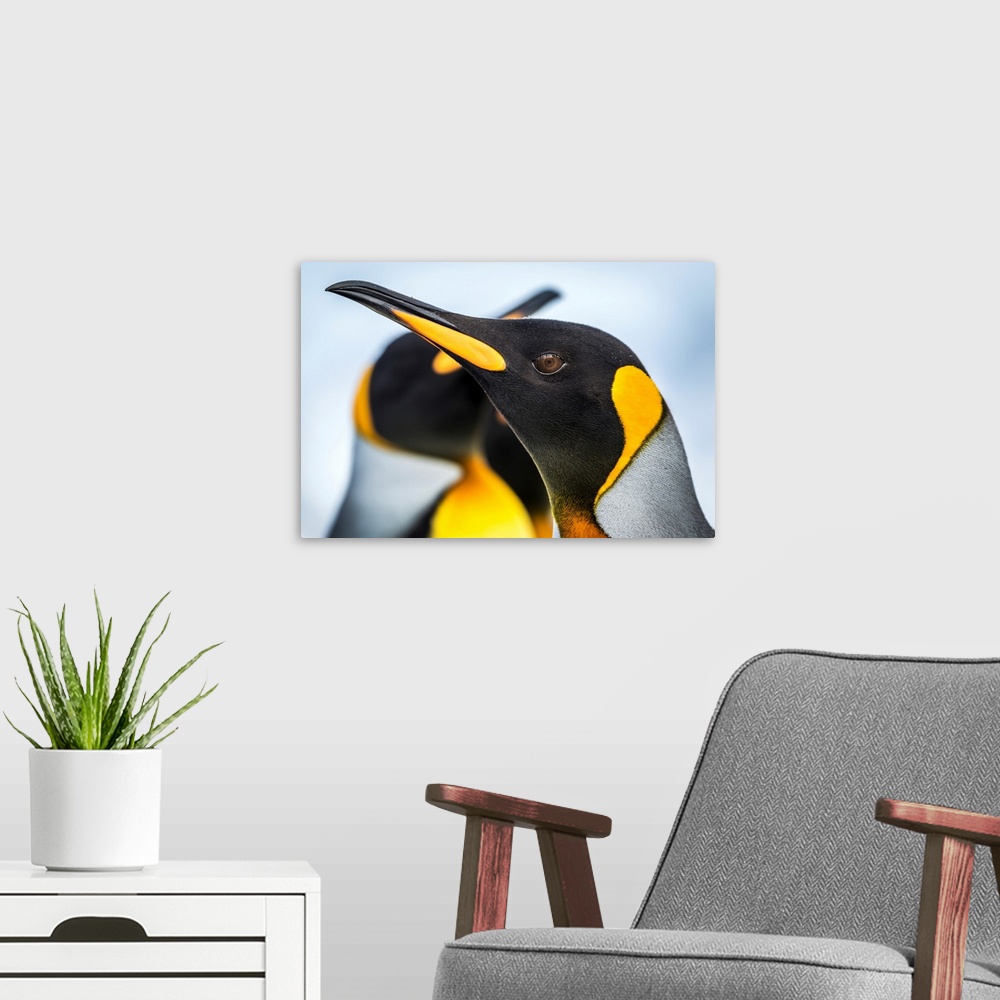 A modern room featuring Close up of King Penguin (Aptenodytes patagonicus) with others behind; Antarctic