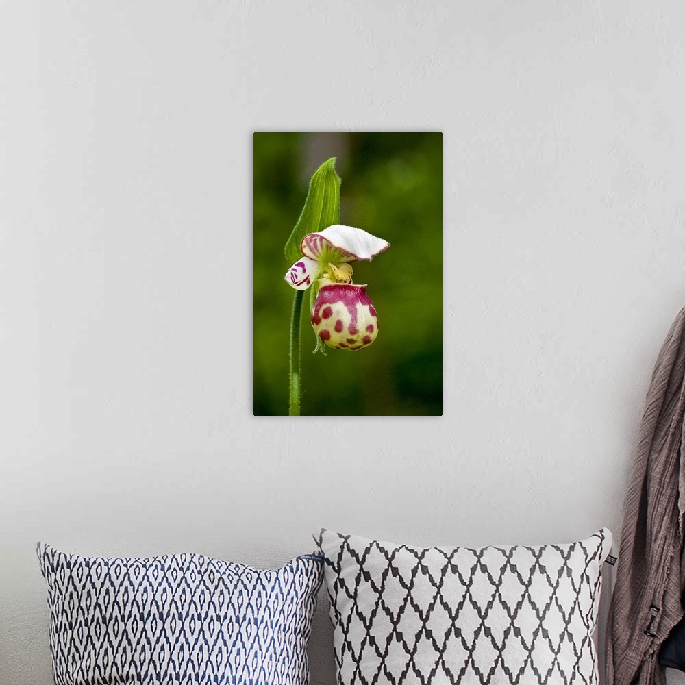 A bohemian room featuring Close up of Lady Slipper  in bloom at the Anchorage Botanical Garden, Southcentral Alaska, Summer
