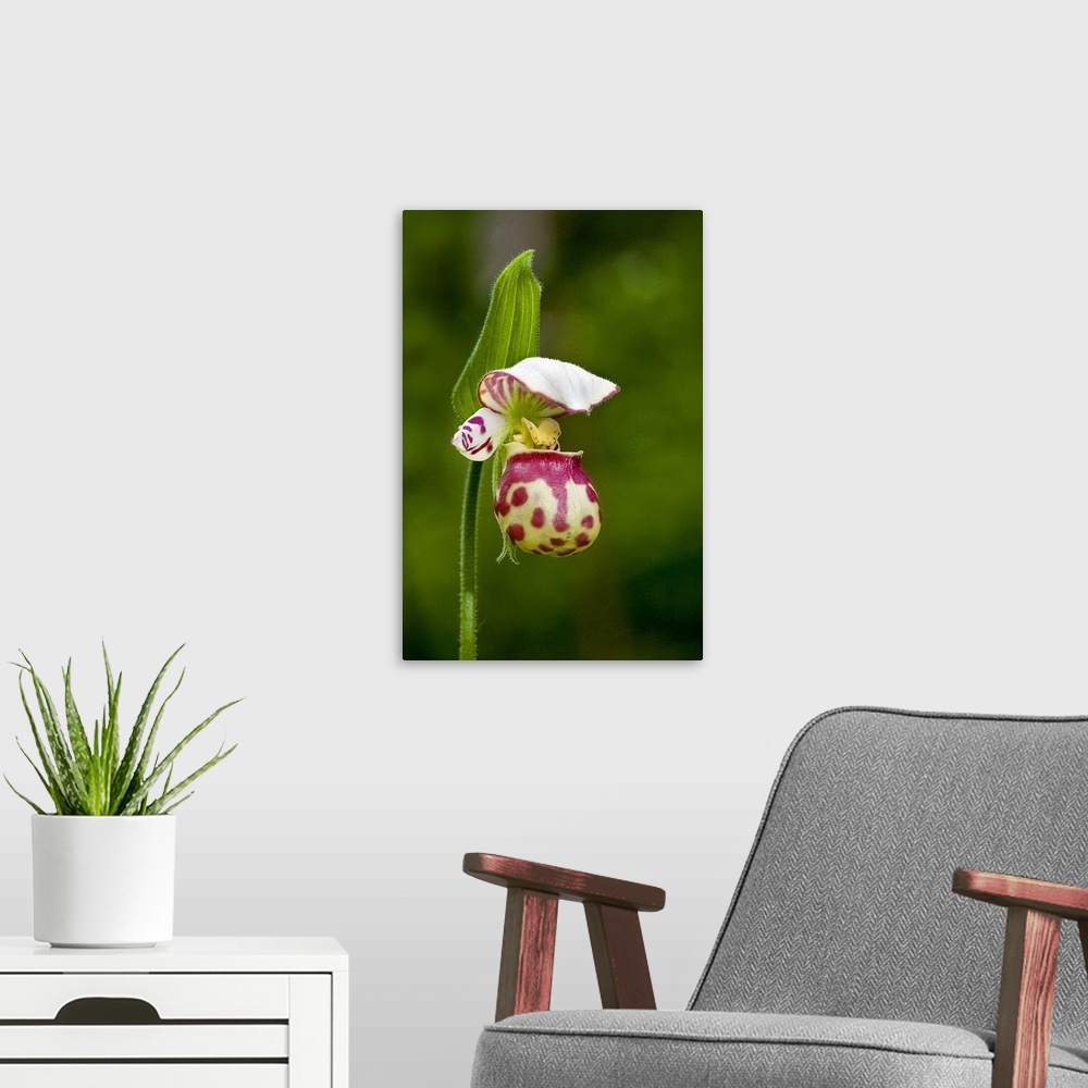 A modern room featuring Close up of Lady Slipper  in bloom at the Anchorage Botanical Garden, Southcentral Alaska, Summer