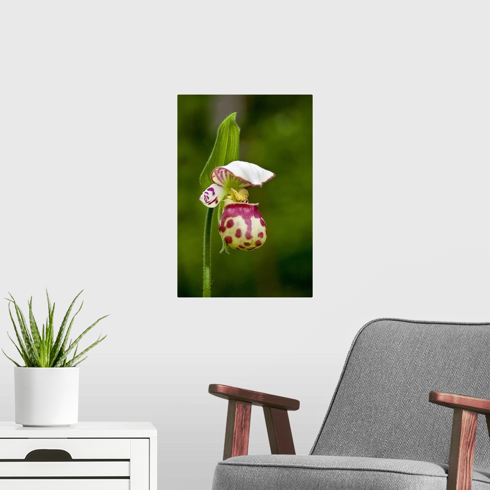 A modern room featuring Close up of Lady Slipper  in bloom at the Anchorage Botanical Garden, Southcentral Alaska, Summer