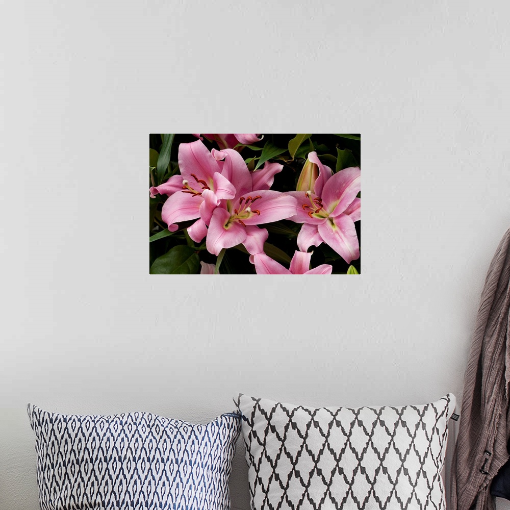 A bohemian room featuring Close up of large pink lilies. Longwood Gardens, Pennsylvania.
