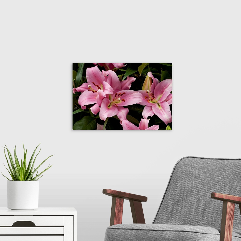 A modern room featuring Close up of large pink lilies. Longwood Gardens, Pennsylvania.