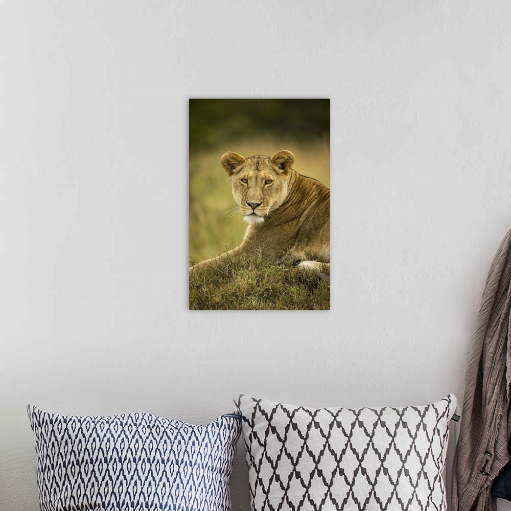 A bohemian room featuring Close-up of lioness (panthera leo) in grass watching camera, Serengeti national park, Tanzania.