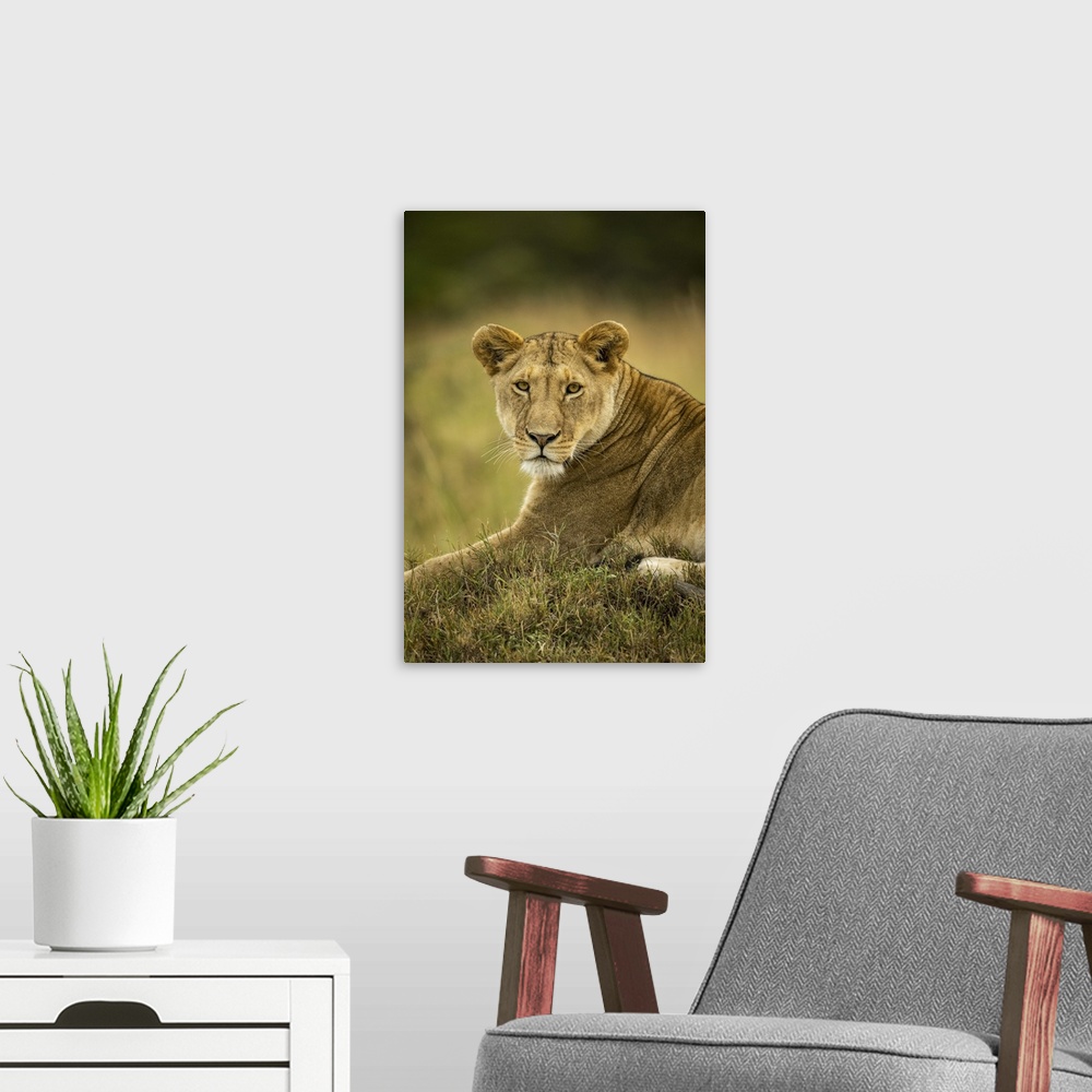 A modern room featuring Close-up of lioness (panthera leo) in grass watching camera, Serengeti national park, Tanzania.
