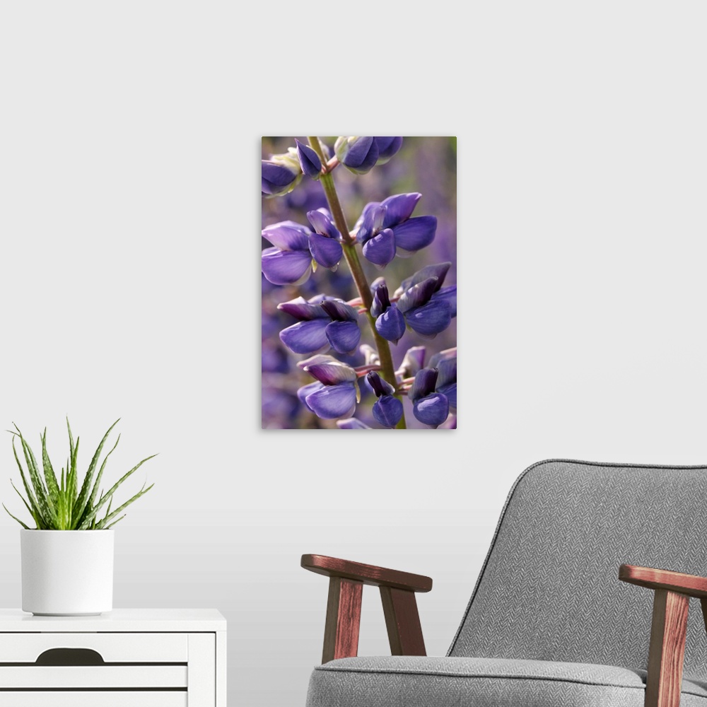 A modern room featuring Close up of lupine flowers, Lupinus species, in springtime. Arlington, Massachusetts.