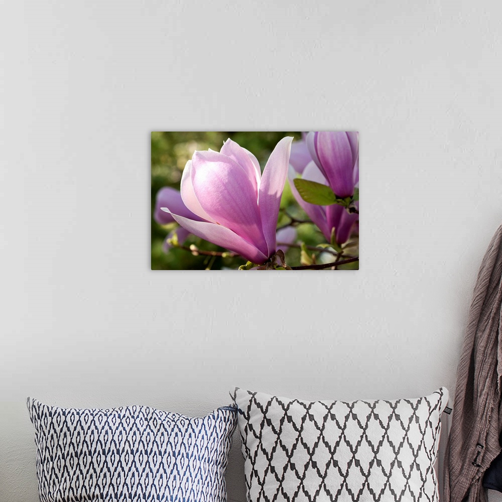A bohemian room featuring Close up of magnolia blossoms, Magnolia species, in springtime.