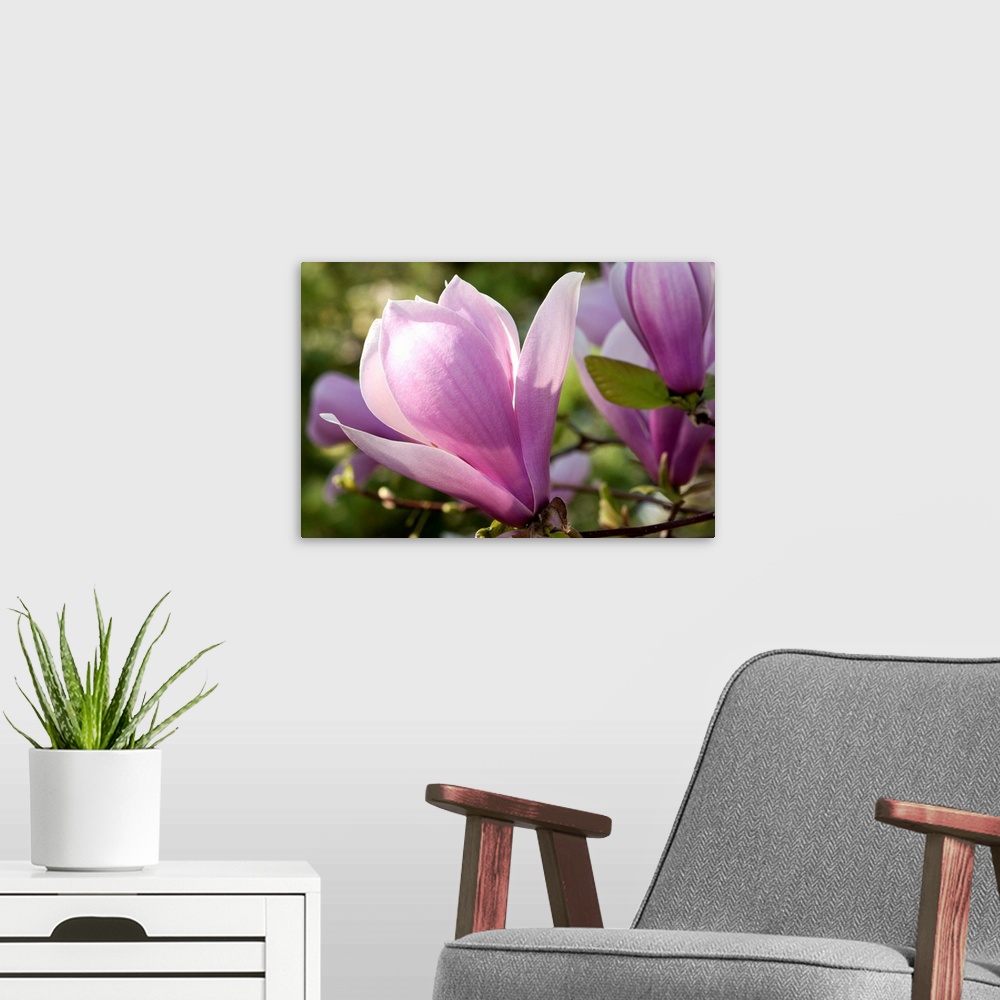 A modern room featuring Close up of magnolia blossoms, Magnolia species, in springtime.