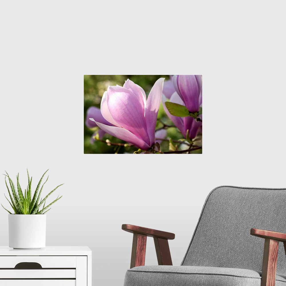 A modern room featuring Close up of magnolia blossoms, Magnolia species, in springtime.