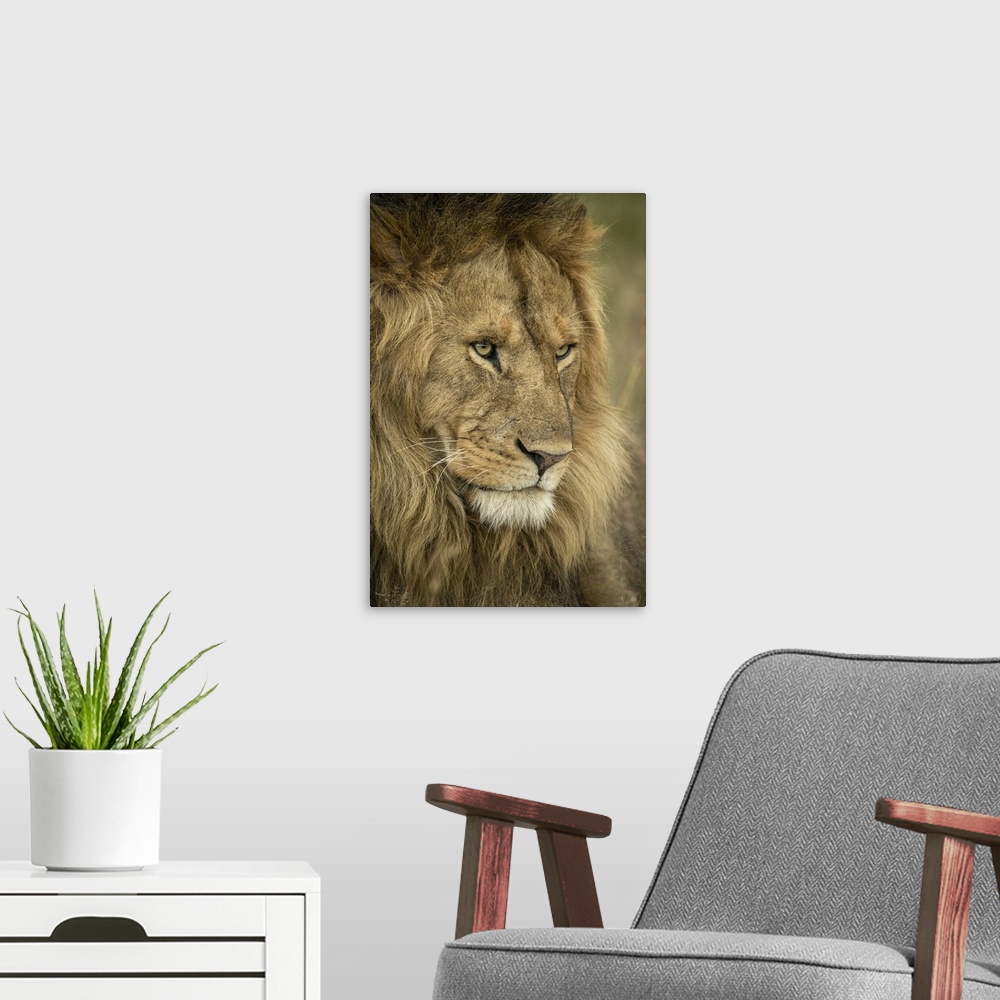 A modern room featuring Close-up of male lion (panthera leo) head facing right, Serengeti national park, Tanzania.