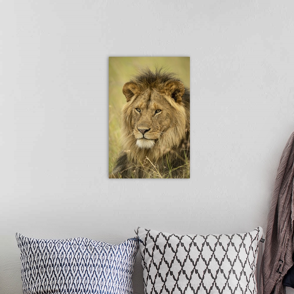 A bohemian room featuring Close-up of male lion (panthera leo) face in grass, Serengeti national park, Tanzania.