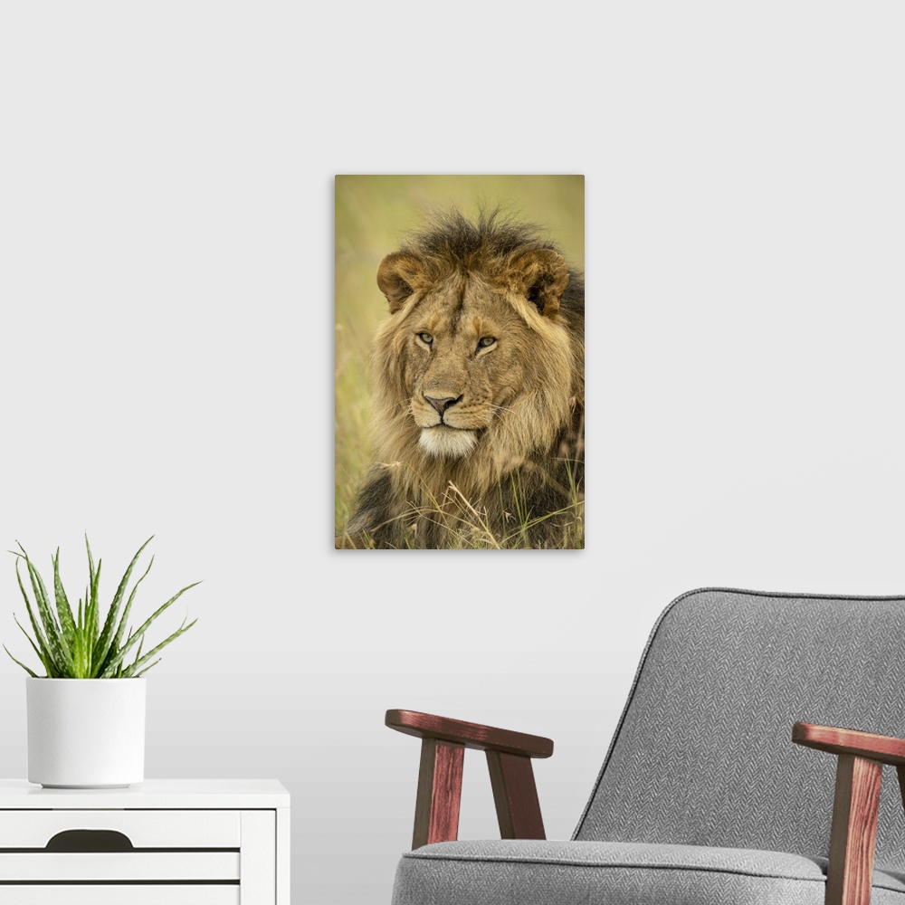 A modern room featuring Close-up of male lion (panthera leo) face in grass, Serengeti national park, Tanzania.