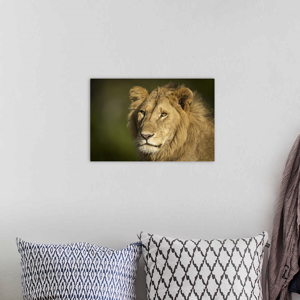 A bohemian room featuring Close-up of male lion (panthera leo) head and shoulders, Serengeti, Tanzania.