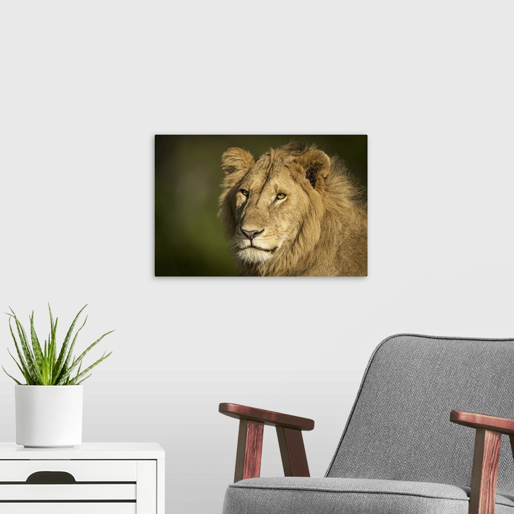 A modern room featuring Close-up of male lion (panthera leo) head and shoulders, Serengeti, Tanzania.