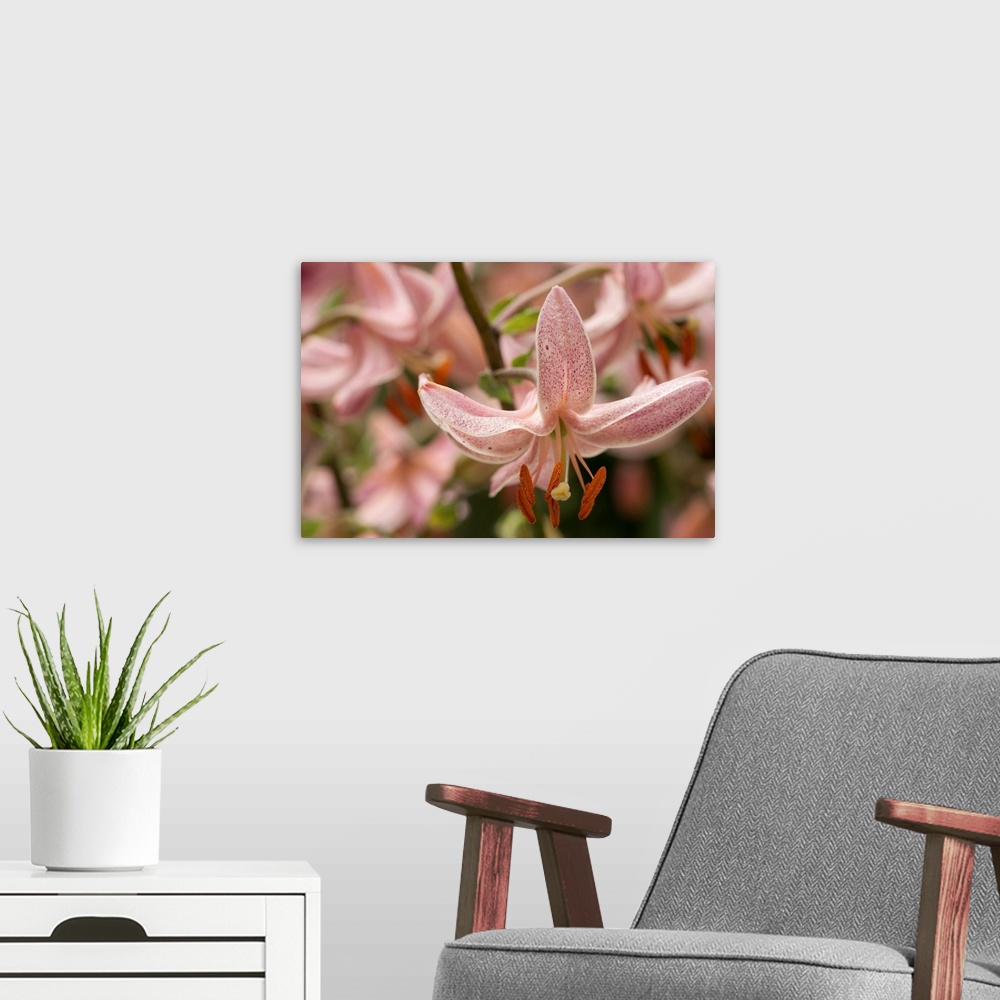 A modern room featuring Close up of nodding pink lily flowers, Lilium martagon. Longwood Gardens, Pennsylvania.