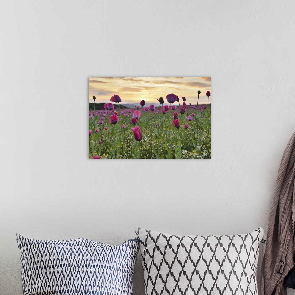 A bohemian room featuring Close-up of Opium Poppy Field (Papaver somniferum) at Sunrise, Summer, Germerode, Hoher Meissner,...
