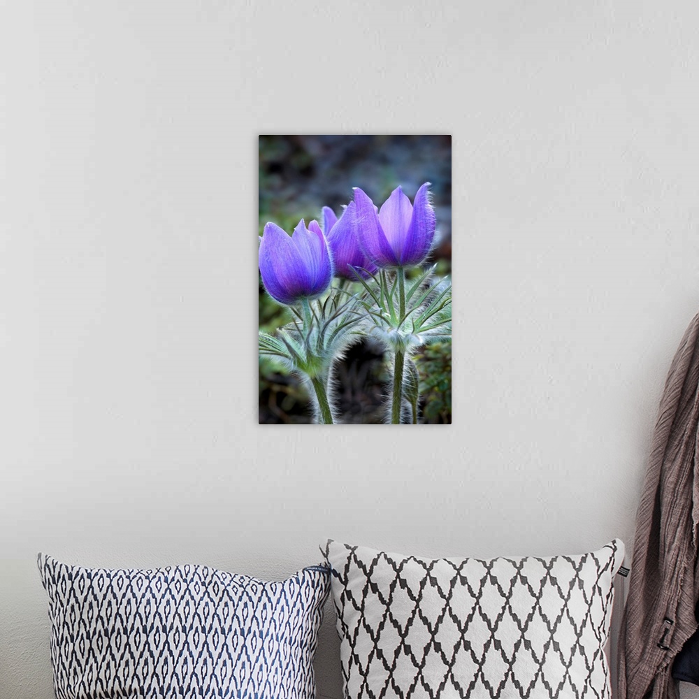 A bohemian room featuring Pasque Flower (Spring Crocus) found on slope next to Tok River State campground east of Tok. May ...