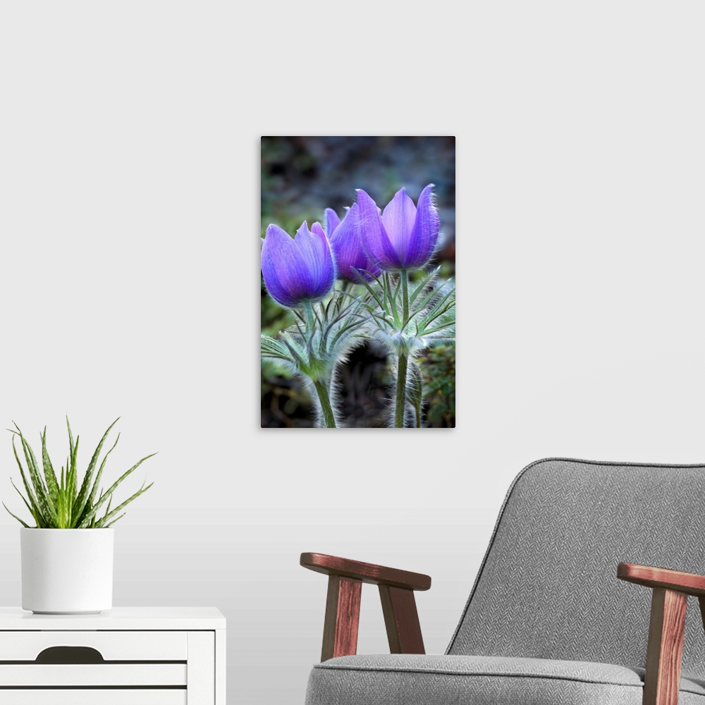 A modern room featuring Pasque Flower (Spring Crocus) found on slope next to Tok River State campground east of Tok. May ...