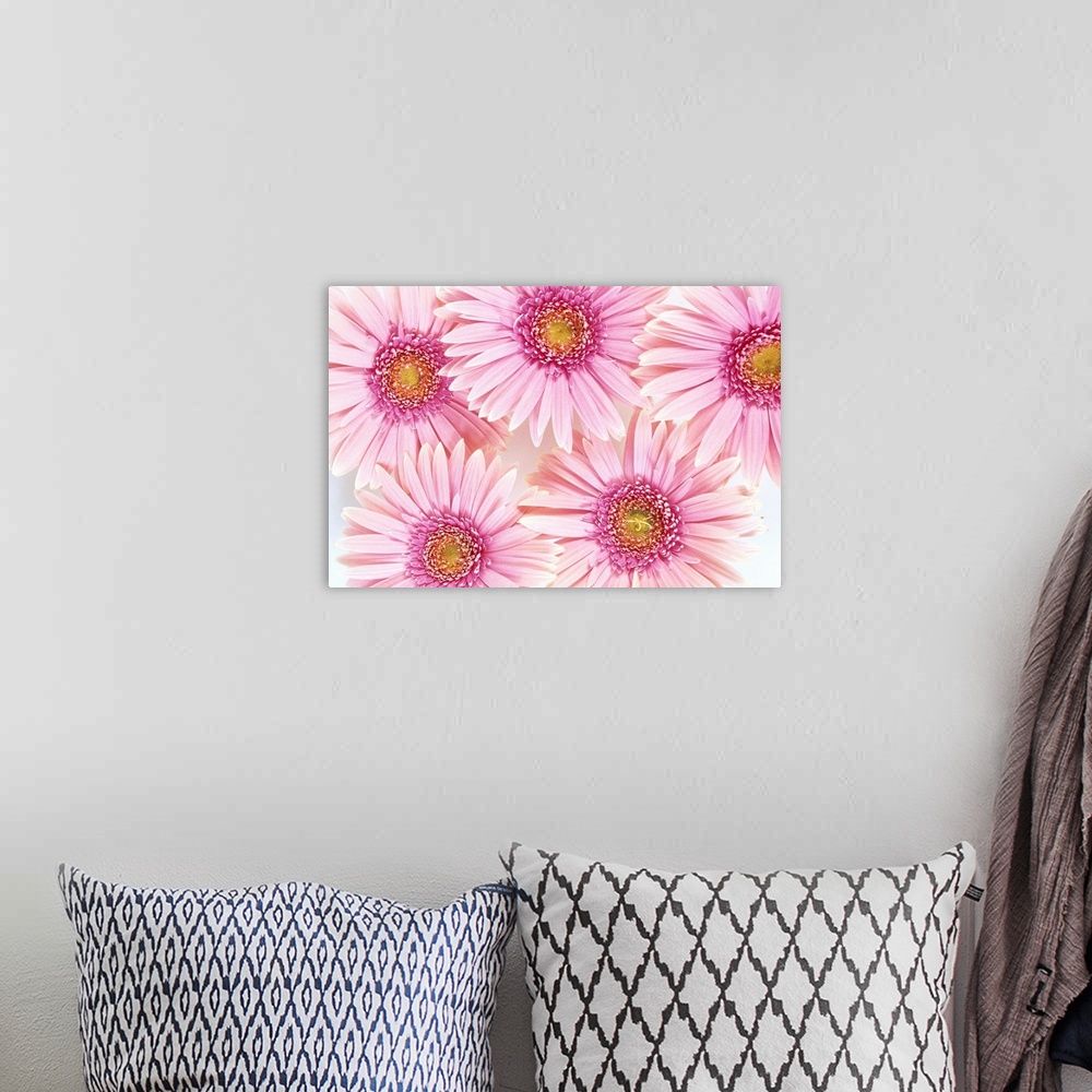 A bohemian room featuring Close-Up Of Pink Daisies