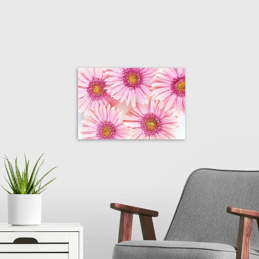 A modern room featuring Close-Up Of Pink Daisies