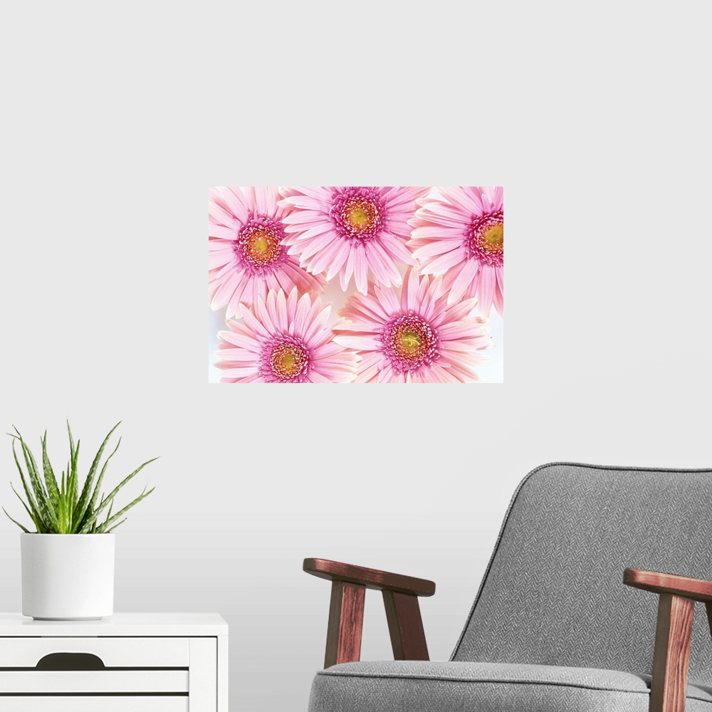 A modern room featuring Close-Up Of Pink Daisies