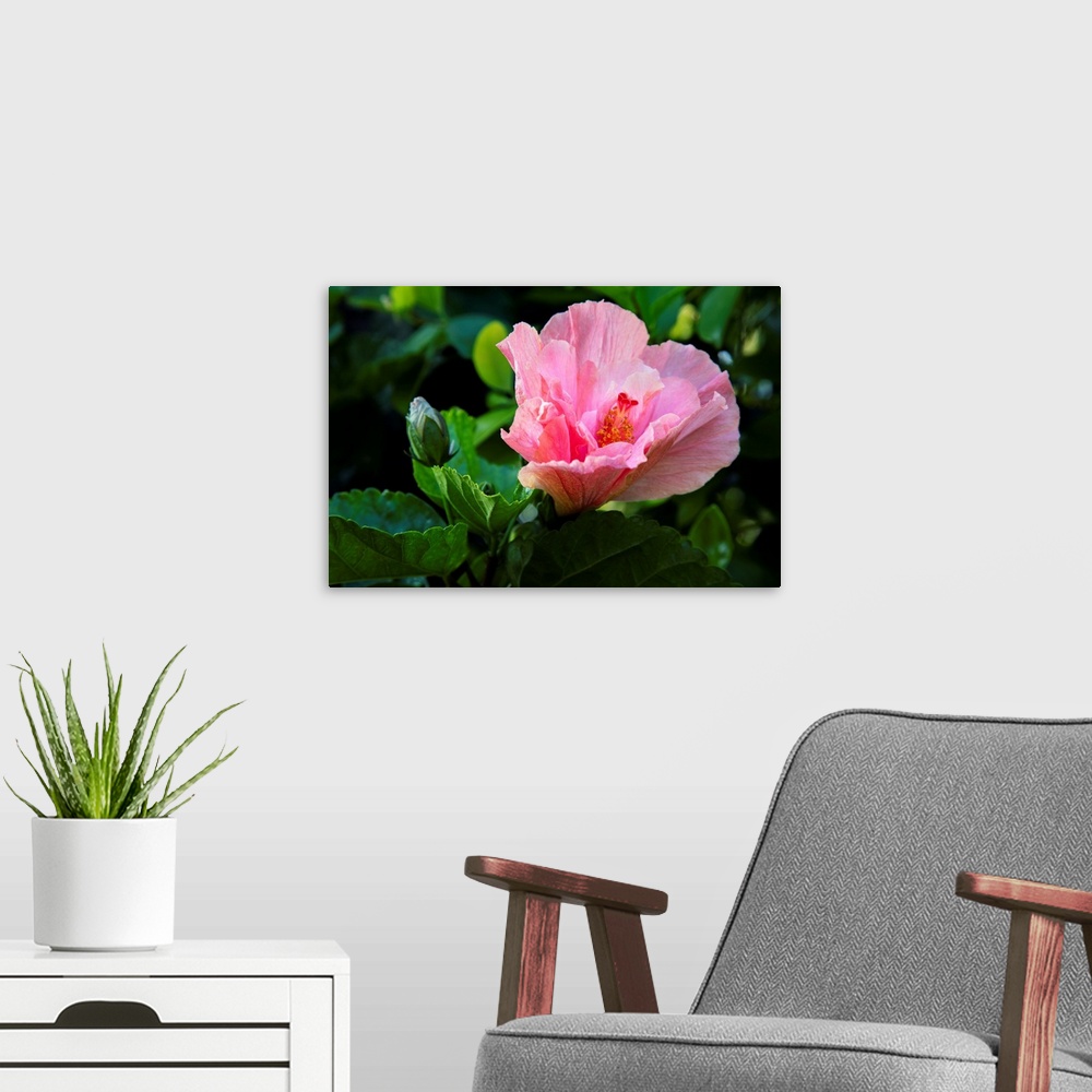 A modern room featuring Close-up of pink hibiscus flower; Maui, Hawaii, United States of America