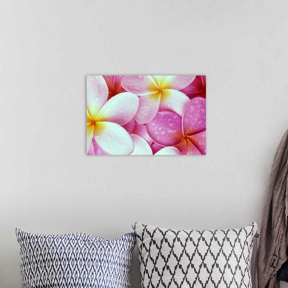 A bohemian room featuring Close-Up Of Pink Plumeria Flowers With Yellow Centers, Water Droplets