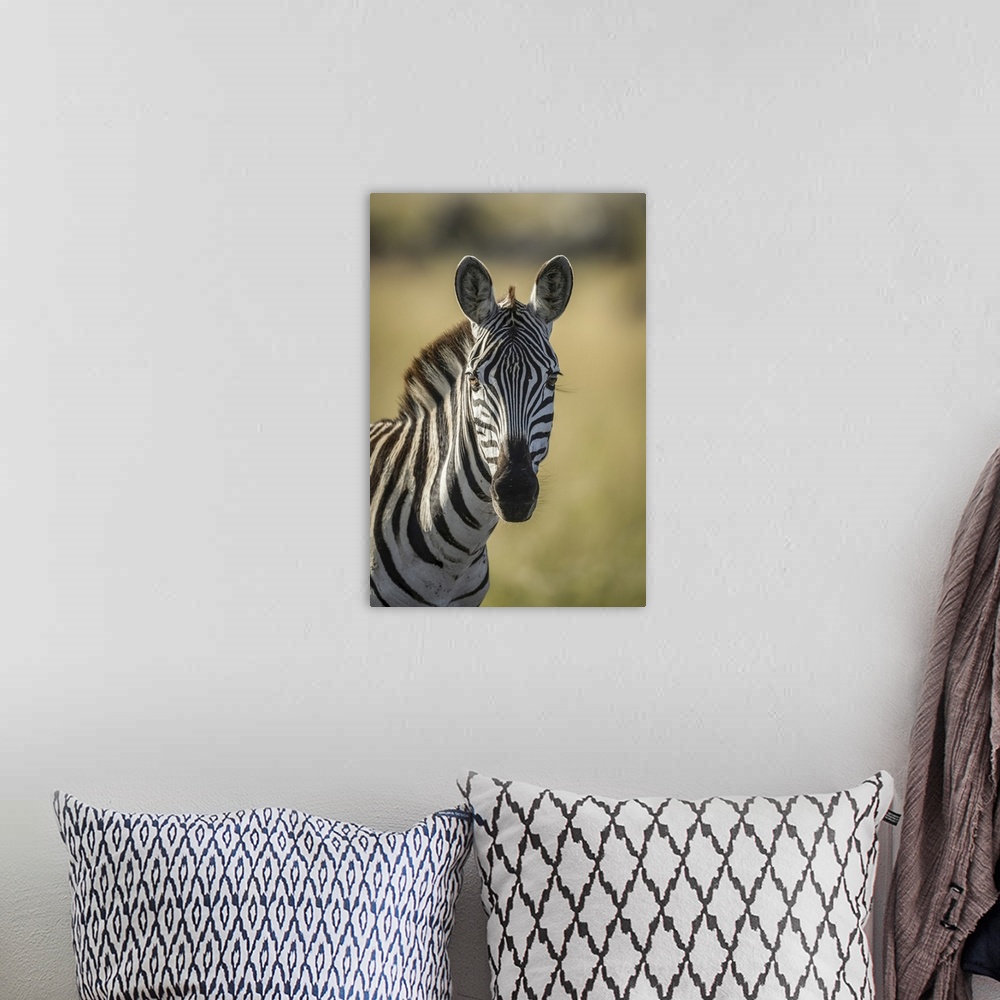 A bohemian room featuring Close-up of plains zebra (equus quagga) looking at camera, Serengeti, Tanzania.