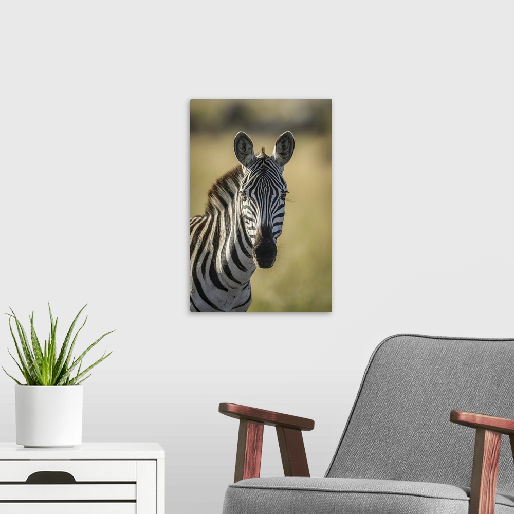 A modern room featuring Close-up of plains zebra (equus quagga) looking at camera, Serengeti, Tanzania.