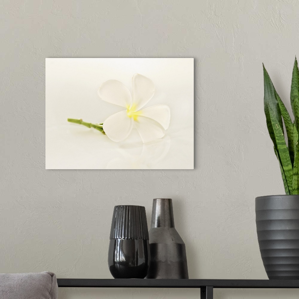 A modern room featuring Close-Up Of Plumeria Blossom