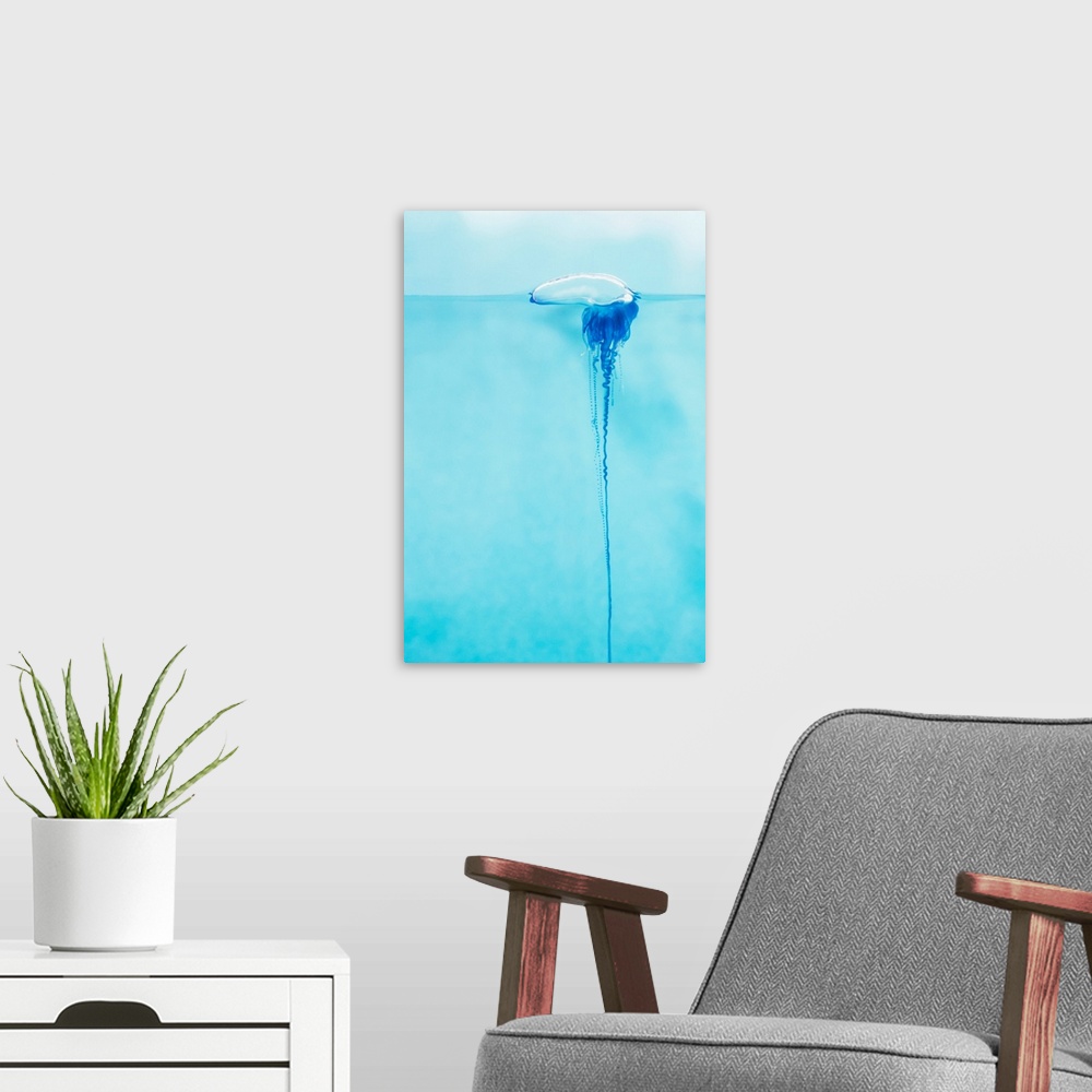A modern room featuring Close-Up Of Portugese Man O'war Jellyfish, Hawaii