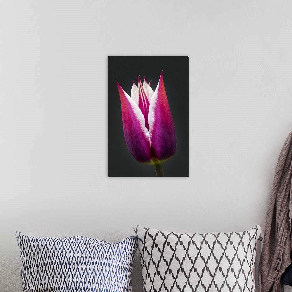 A bohemian room featuring Close-Up Of Purple And White Tulip Head Against A Black Background; Calgary, Alberta, Canada