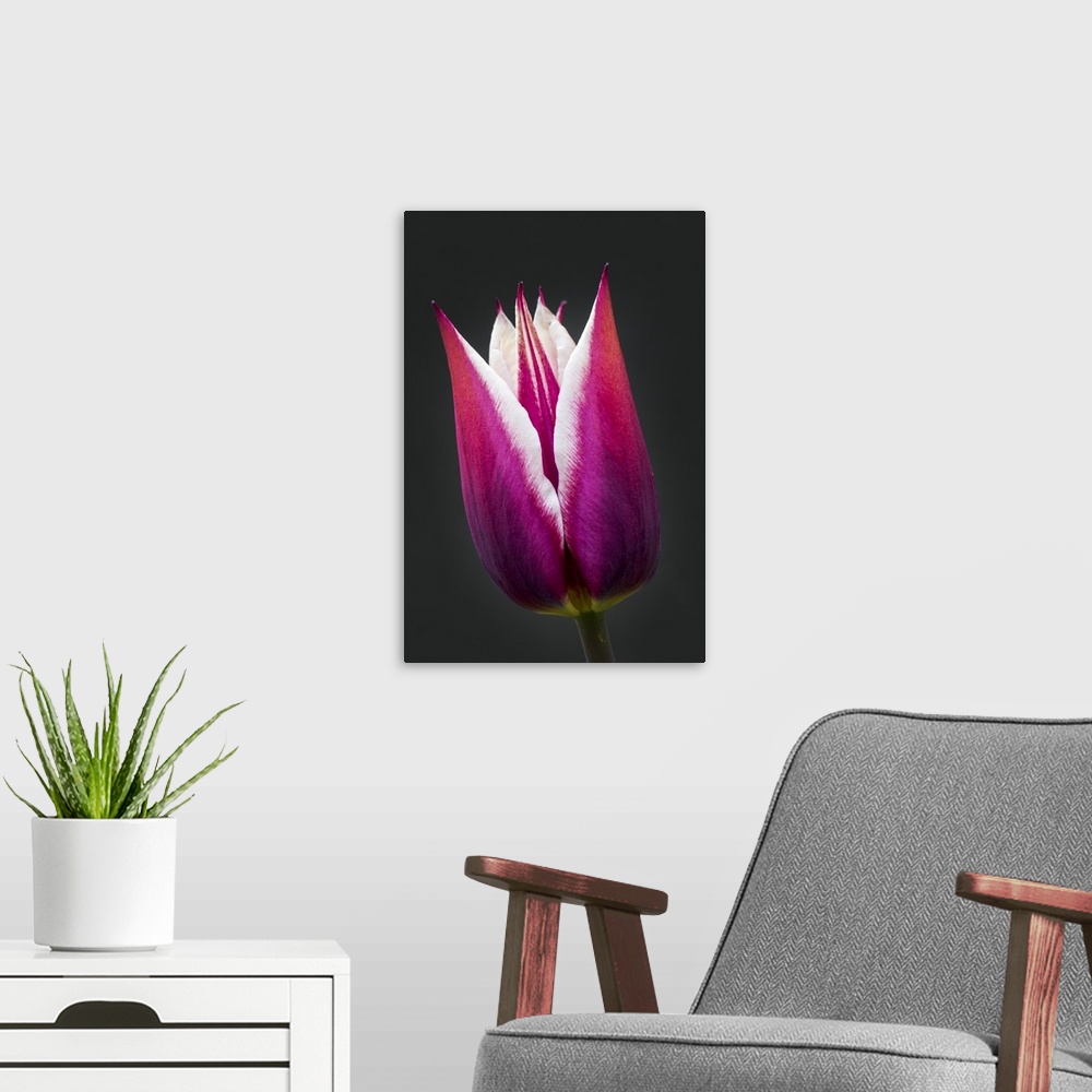 A modern room featuring Close-Up Of Purple And White Tulip Head Against A Black Background; Calgary, Alberta, Canada