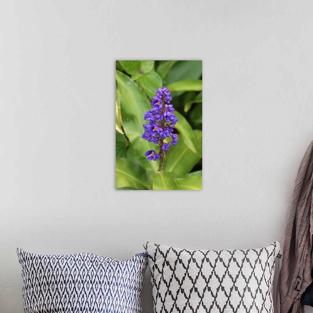 A bohemian room featuring Close-Up Of Purple Cluster Of Flowers