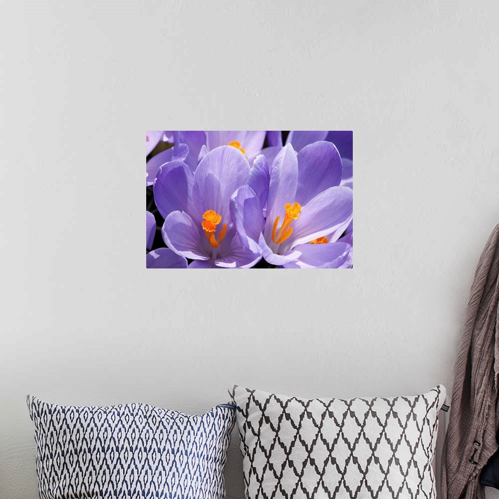 A bohemian room featuring Close up of purple crocus flowers with orange pistil and stamens.