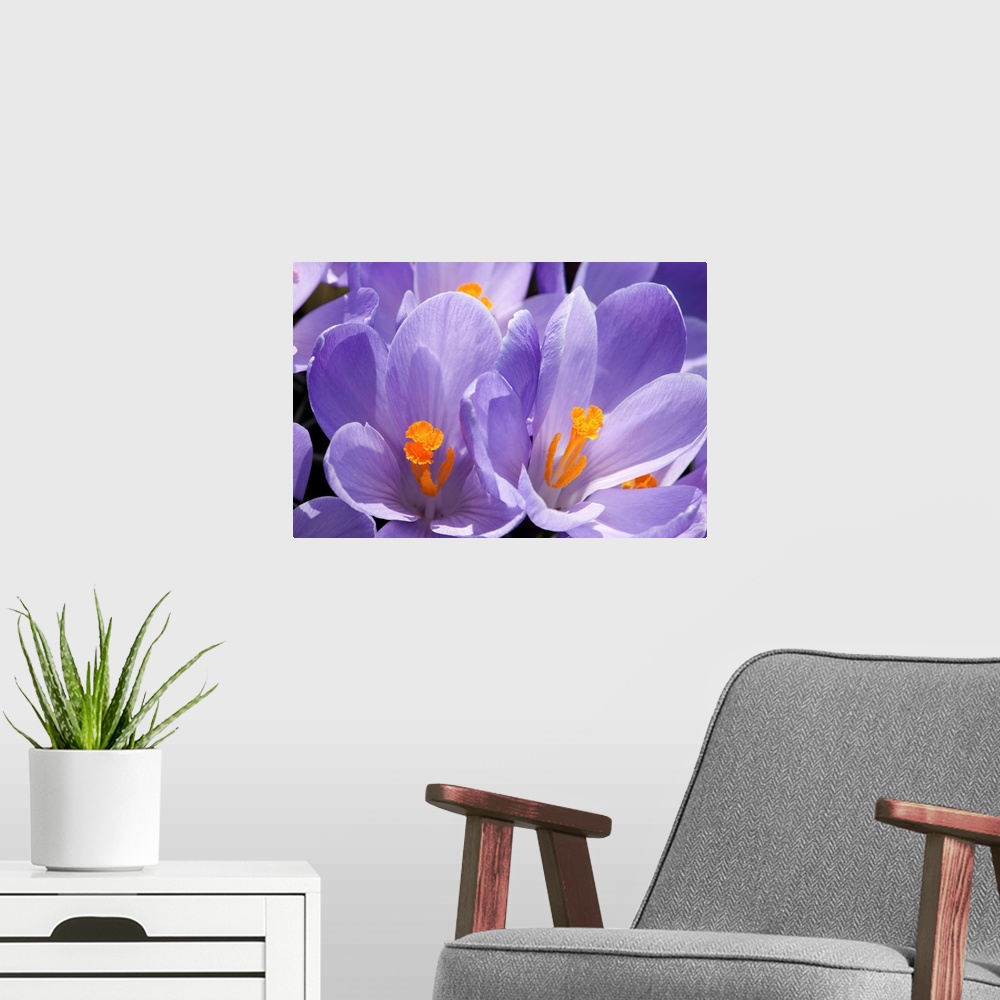A modern room featuring Close up of purple crocus flowers with orange pistil and stamens.