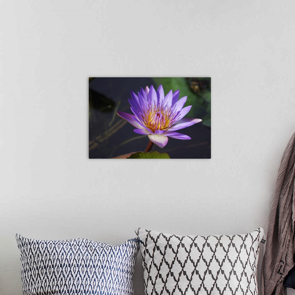 A bohemian room featuring Close-Up Of Purple Lily