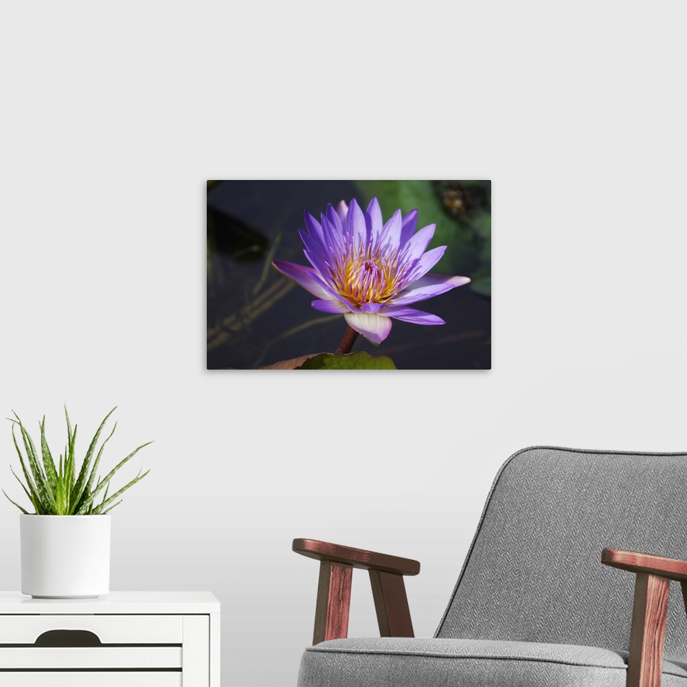 A modern room featuring Close-Up Of Purple Lily