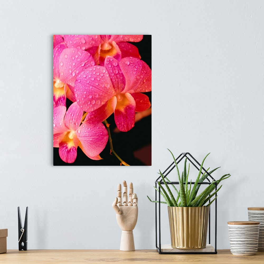 A bohemian room featuring Close-Up Of Purple Vanda Orchid Flowers On Plant, Dew Water Droplets