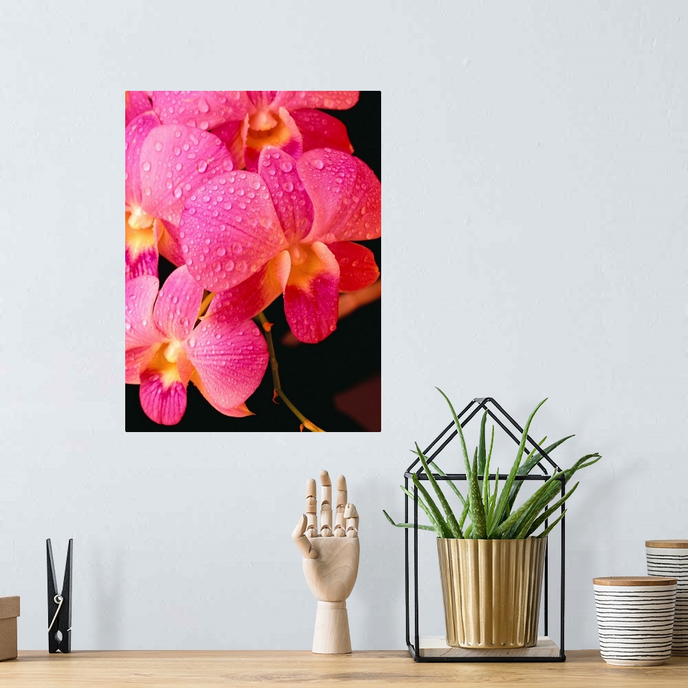 A bohemian room featuring Close-Up Of Purple Vanda Orchid Flowers On Plant, Dew Water Droplets