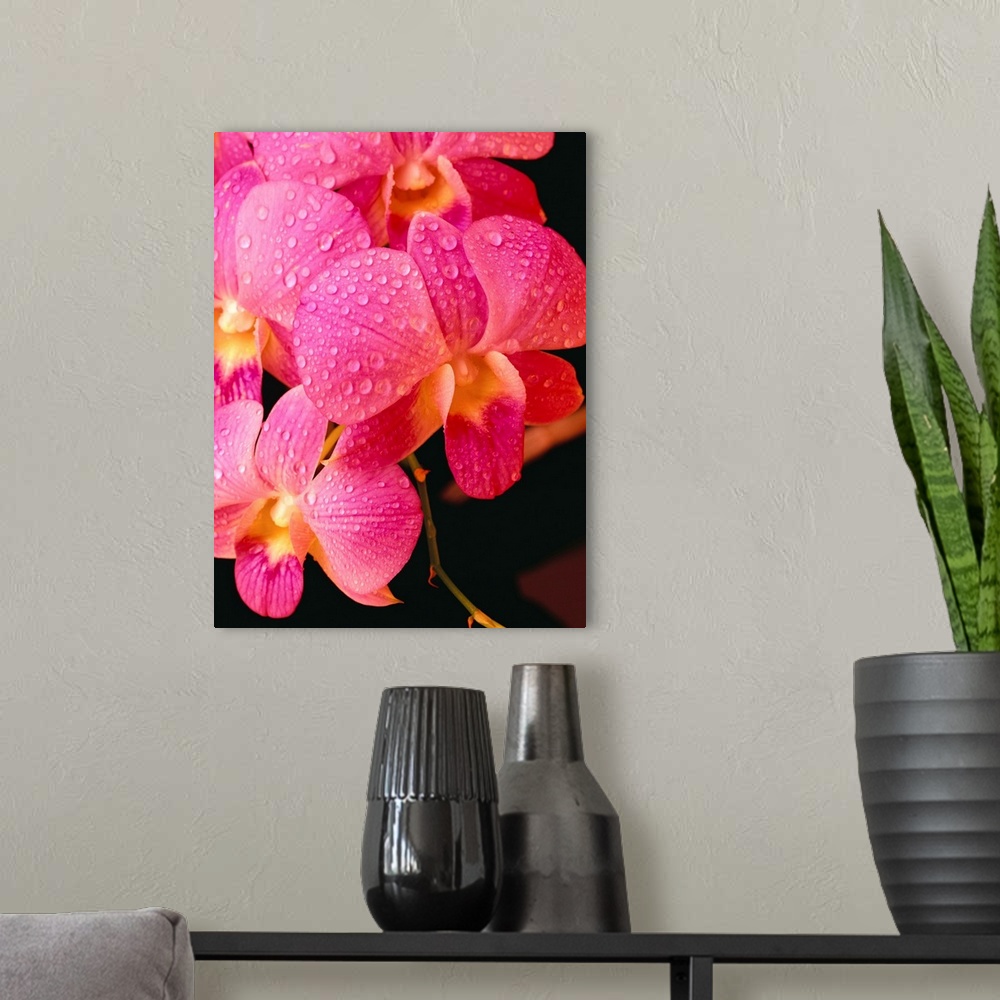 A modern room featuring Close-Up Of Purple Vanda Orchid Flowers On Plant, Dew Water Droplets
