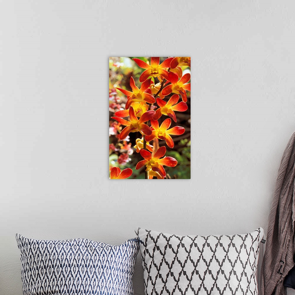 A bohemian room featuring Close-Up Of Red And Yellow Dendrobium Orchids On Plant, Outdoors
