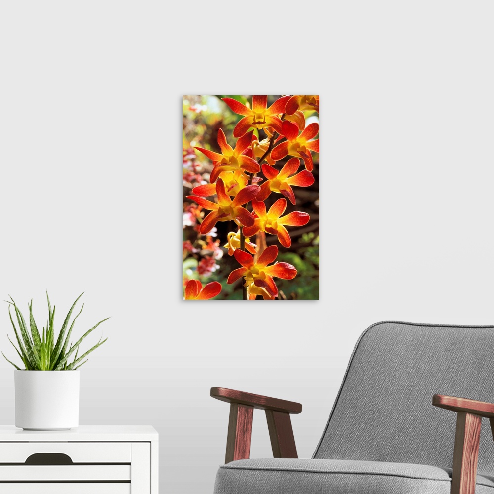 A modern room featuring Close-Up Of Red And Yellow Dendrobium Orchids On Plant, Outdoors
