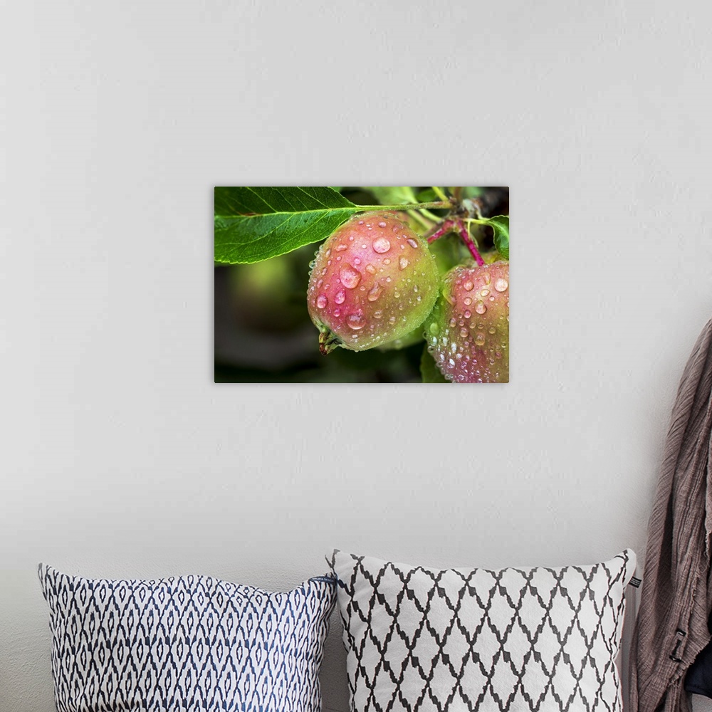 A bohemian room featuring Close-up of red apples with rain droplets on a branch of a tree; Calgary, Alberta, Canada