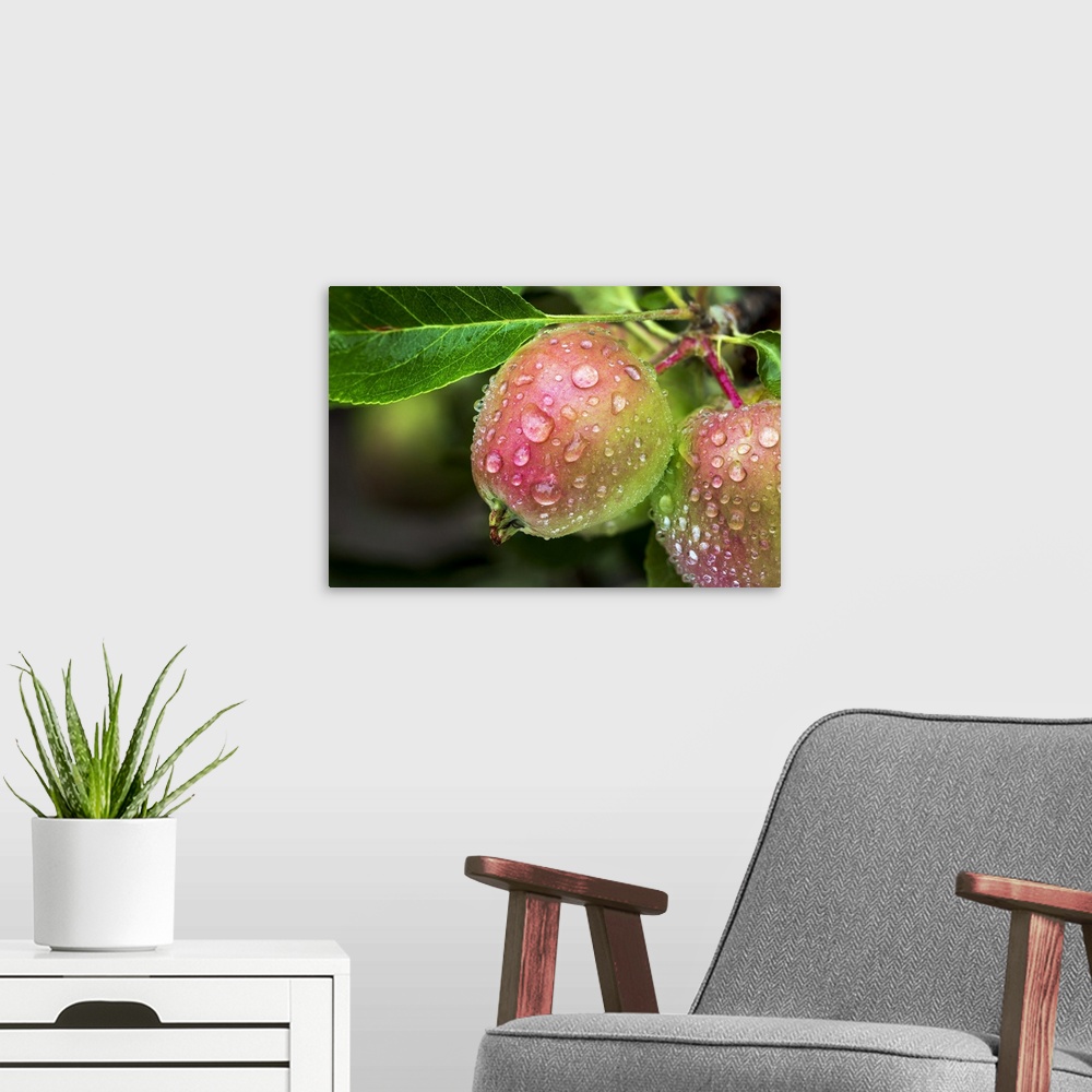 A modern room featuring Close-up of red apples with rain droplets on a branch of a tree; Calgary, Alberta, Canada