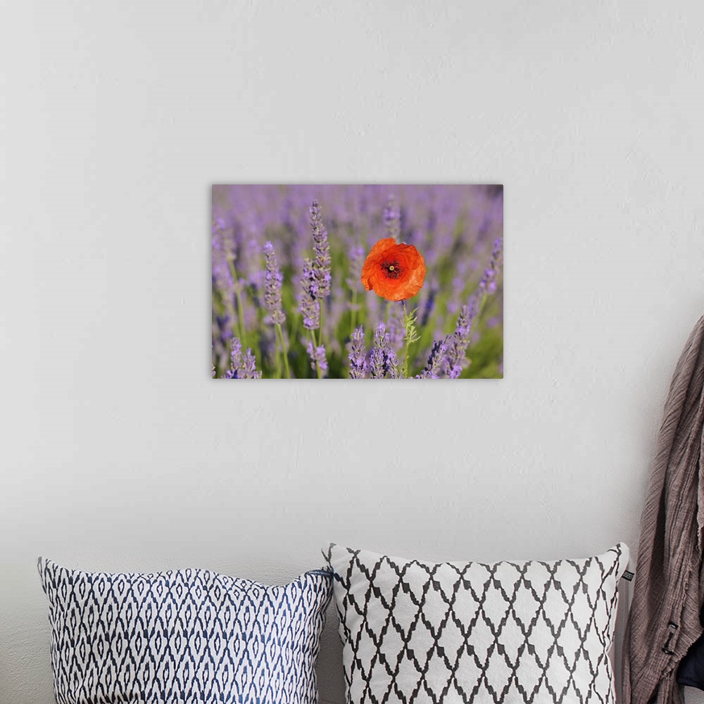 A bohemian room featuring Close-up of Red Poppy in Lavender Field, Valensole Plateau, Alpes-de-Haute-Provence, Provence, Fr...