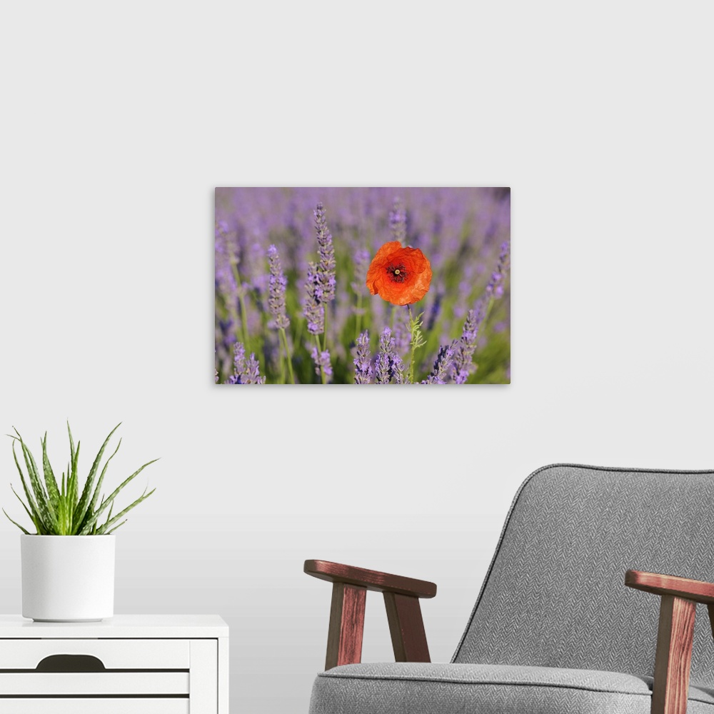 A modern room featuring Close-up of Red Poppy in Lavender Field, Valensole Plateau, Alpes-de-Haute-Provence, Provence, Fr...