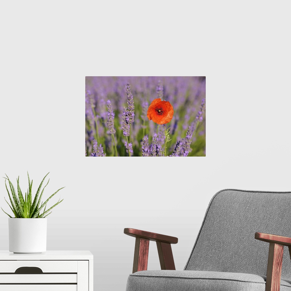 A modern room featuring Close-up of Red Poppy in Lavender Field, Valensole Plateau, Alpes-de-Haute-Provence, Provence, Fr...